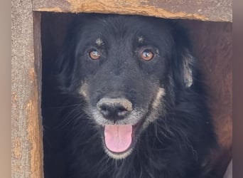 ♥CESAR♥ super lieber, fröhlicher, verschmuster, wunderschöner Rüde mit längerem Fell 51 cm