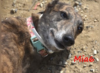 Mia6 10/2017 (ESP) - super liebe, zutrauliche und verschmuste Galga!