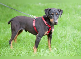 Chapi - quirliger, verschmuster Familienhund - Tierhilfe Franken e.V.