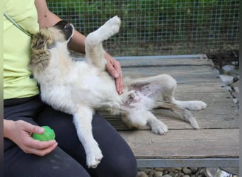 Gut gelaunter FRITZI ist ein charmanter und lustiger Hundebub
