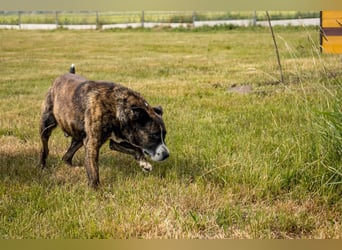 Max, freundlicher Boxer Mischling, geb. 2020