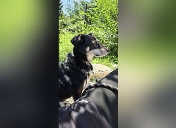Neues Zuhause für Milo