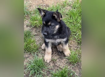 Deutscher Schäferhund Welpen