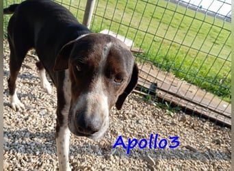 Apollo3 geb. 02/2020 (GRC) - ausgeglichener, hübscher Pointer-Mix sucht Zuhause!