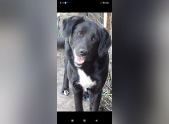 Nika - Mischling aus  Labrador und Spaniel sucht ein echtes Zuhause.