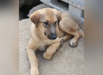 Sophia, geb. ca. 03/2024, lebt in GRIECHENLAND, im städt. Tierheim Serres