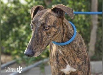 Elonia - auch für Galgoanfänger geeignet