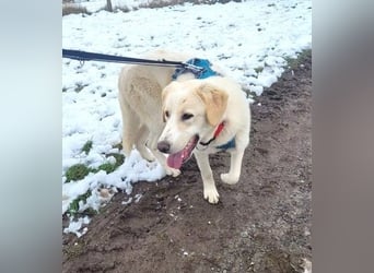 Kian - zurückhaltender,unsicherer Herdenschutzhund-Mix Rüde / Pflegestelle in Eslohe