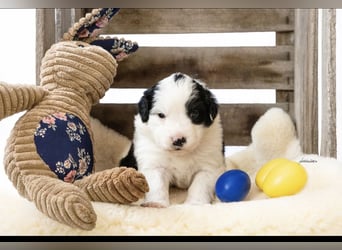 Zuckersüße kleine  Australian Shepherd Babys