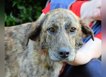 Ulick - Hunde bevorzugt!