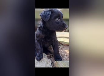11 putzmuntere Aussiedoodles