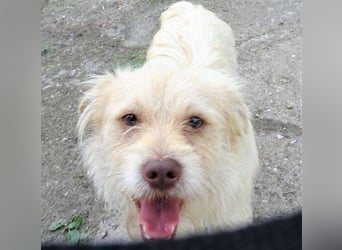 Pablo 2, Mischling