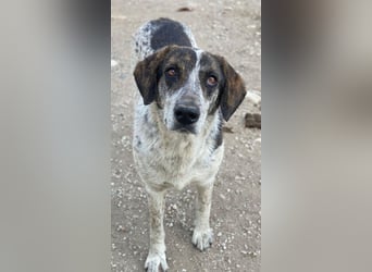 Nonga, geb. ca. 06/2023, lebt in GRIECHENLAND, im städt. Tierheim Serres