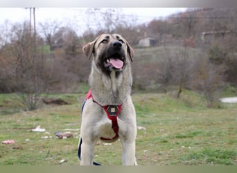 Nala – Sanfte Hündin mit großem Herz, sucht ein liebevolles Zuhause!