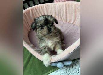 Maltipoo - Welpen - Rüden und Hündin