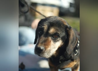 Bogar, kleine Seniorin sucht ruhiges Plätzchen