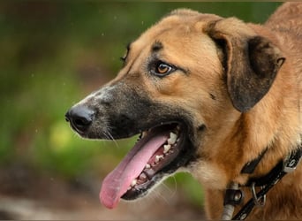 Muffin (weibl.), sucht liebevolle und geduldige Menschen!