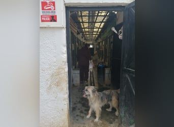 Daisy – zarte Hundeseele auf der Suche nach Geborgenheit