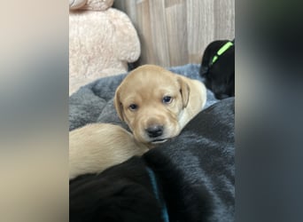 Reinrassige Labrador Welpen m.P. aus liebevoller Zucht