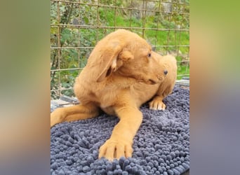 Kimbo ❤️ verspielter Labi-Bracke-Mix Bub