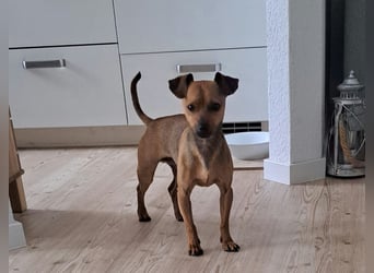 Kino, katzenverträglich und sozial