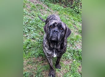 Wunderschöne Cane Corso Mix Welpen zu verkaufen in Formentino und gestromt