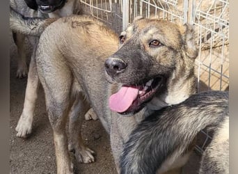 LILY❤️HSH-Mix-Hündin: eine echte Herzensbrecherin & sanfte Seele