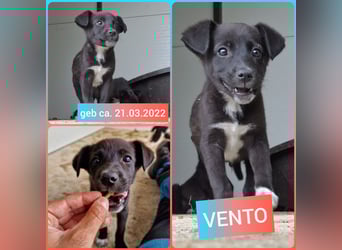 Vento, 3 jähriger Bub, SH ca. kniehoch, neugierig, verspielt, sozial