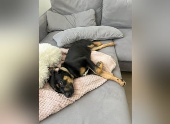 Hübscher Nadir sucht liebe Familie