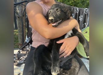 Dobri ein kleiner Spatz