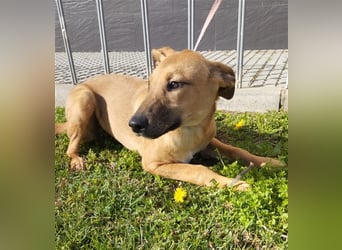Axel