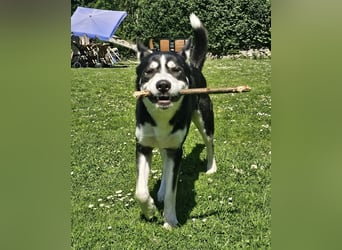 der sehr kinderliebe Blesse - aus 31675 Bückeburg sucht Dich!