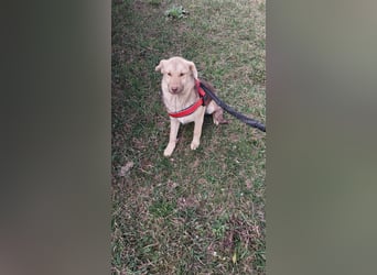 Süße Frieda sucht liebevolles Zuhause