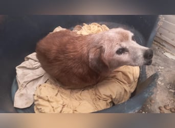 SOS Opi sitzt im öffentlichen Shelter