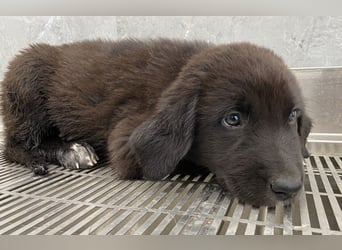 Tyrion, geb. ca. 05/2024, lebt in GRIECHENLAND, auf einer privaten Pflegestelle