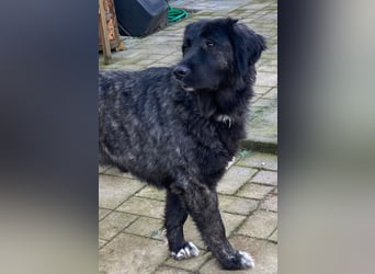 Kuschelbär Aleksa sucht ihre Familie