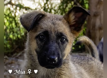 Vier wunderschöne Schäferhundmischlinge suchen ein Zuhause