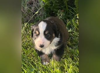 Miniature Australian Shepherd Welpen m. Papieren