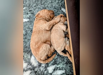 Goldendoodle medium mit Papieren und Ahnentafel