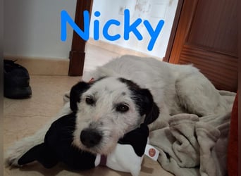 Nicky 01/2019 (ESP Pflegestelle) - braver, ausgeglichener und unglaublich lieber Bodeguero-Mix!