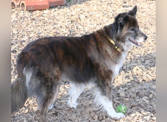 Stella