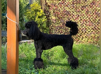 Grosspudel Welpen schwarz