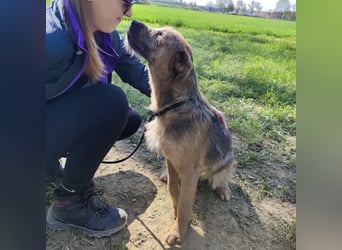Taro ein absoluter Engel
