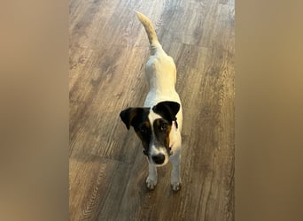 Romi-SI, hübsche Foxterrierdame sucht Rasseliebhaber