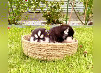 FCI Pedigree Blue Eyed Black & White Siberian Husky Champion Puppy
