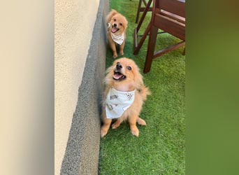 Charlie SR - Kuschelspitz mit großem Nachholbedarf