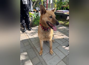 Fanny, 1,5 Jahre, 50cm sucht tierliebe Menschen