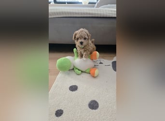 Maltipoo-Welpen
