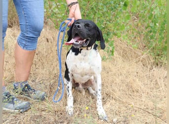 Douglas,  Pointer-Mix, lieb und sozial