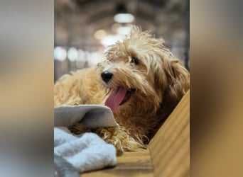 ⭐️ROCKY⭐️, Rüde, 5 Monate, 25 cm, Mischling, Tierschutz